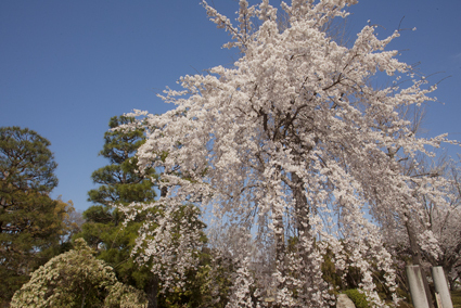 桜画像2015年 桜画像2015年
