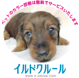 ペットカラー診断画像熊本 ペットカラー診断画像熊本