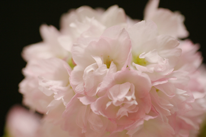 桜満開画像熊本 桜満開画像熊本