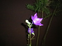本日のお花 【6月16日】