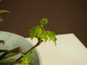 本日のお花　【3月7日】