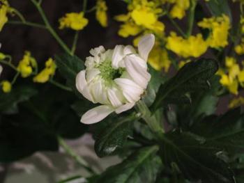 本日のお花 【11月17日】 本日のお花 【11月17日】