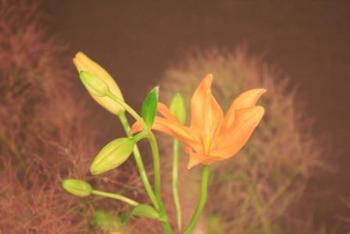 本日のお花 【5月26日】 本日のお花 【5月26日】
