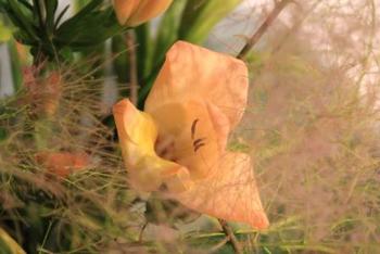 本日のお花 【5月26日】 本日のお花 【5月26日】