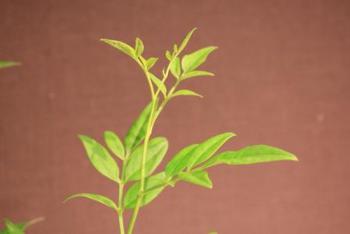 本日のお花 【7月14日】 本日のお花 【7月14日】