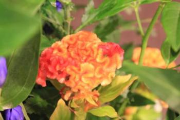 本日のお花 【7月14日】 本日のお花 【7月14日】