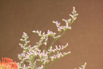 本日のお花 【7月28日】