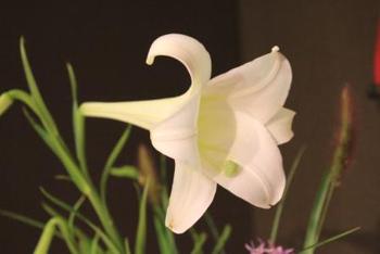 本日のお花 【8月6日】 本日のお花 【8月6日】