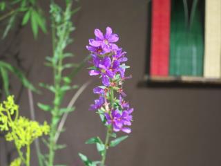 本日のお花 【8月9日】