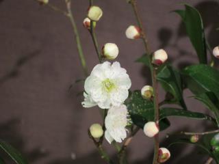 本日のお花 【2月7日】 本日のお花 【2月7日】