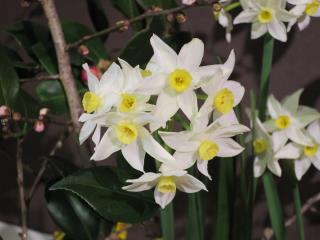 本日のお花 【2月7日】 本日のお花 【2月7日】