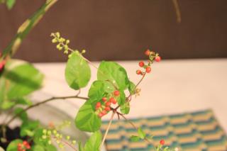 本日のお花 【8月18日】 本日のお花 【8月18日】