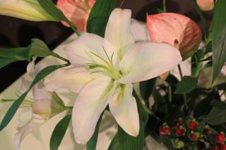 本日のお花 【8月28日】 本日のお花 【8月28日】