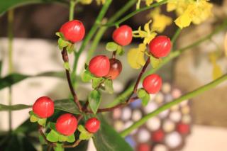 本日のお花 【8月28日】 本日のお花 【8月28日】