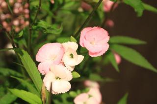 本日のお花 【9月6日】 本日のお花 【9月6日】
