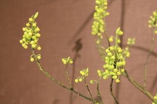 本日のお花 【1月11日】