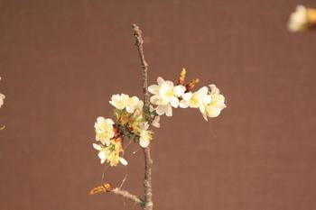 本日のお花 【3月23日】