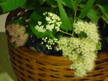 玄関のお花【6月10日】 玄関のお花【6月10日】