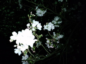 夜桜自粛