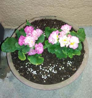 花を植えました