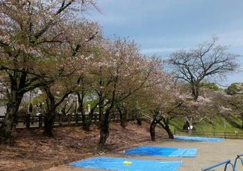 お花見に行ってきました