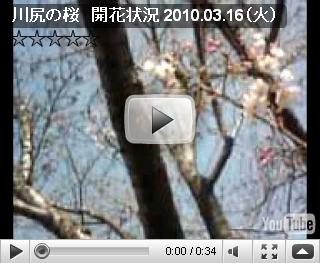 川尻　桜の開花状況　2010.03.16（火）