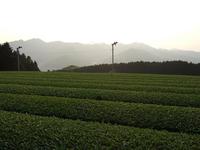 氷出し茶。
