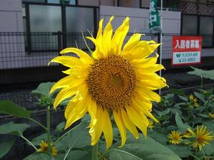 第1土曜日。