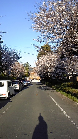 健軍神社の桜