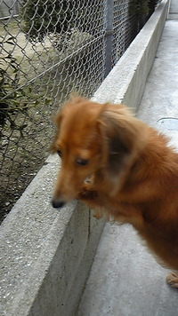 犬が・・・