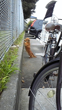 犬が・・・