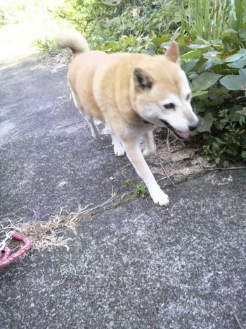はな