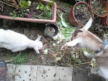 あおばあちゃんと孫