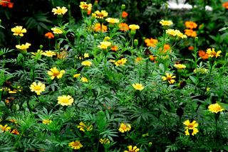 今咲くハーブの花-2