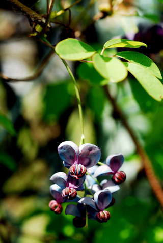 アケビの花