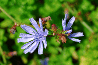 梅雨に咲く花
