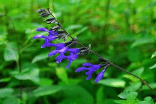 梅雨に咲く花