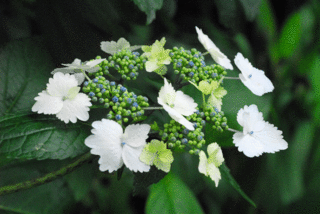 梅雨に咲く花