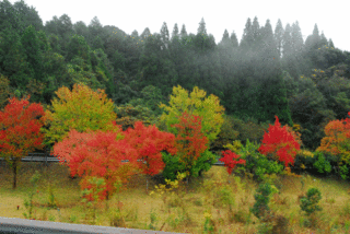 鹿児島も秋深し