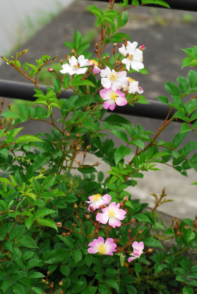 ツクシイバラ・1株開花