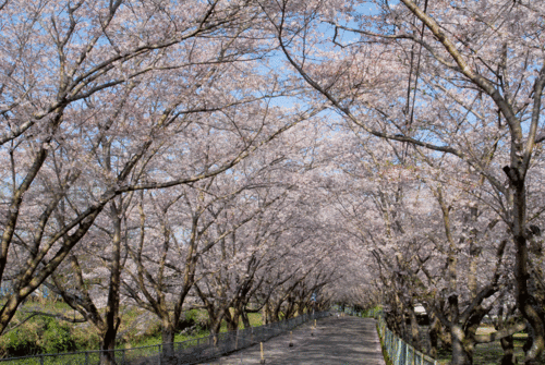 人吉の桜は 今見頃