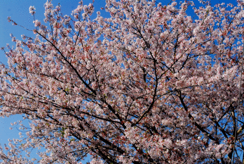 人吉の桜は 今見頃