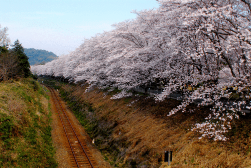 人吉の桜は 今見頃