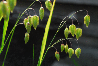 小判草