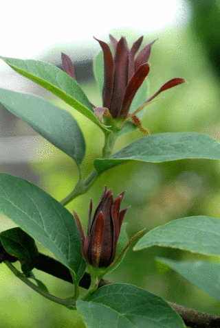 黒花蝋梅