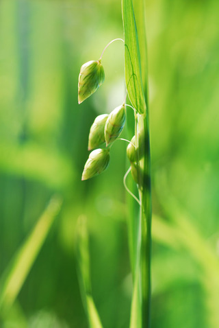 小判草