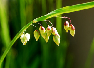小判草
