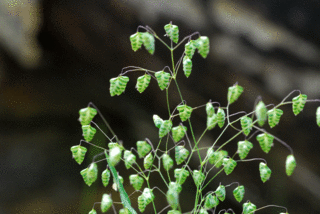 小判草