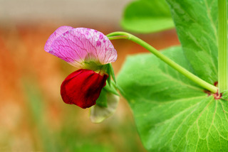 野菜の花・エンドウ