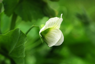 野菜の花・エンドウ
